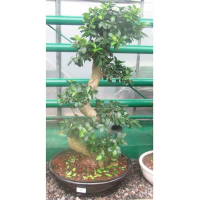 Фікус мікрокарпа Гінсенг купить