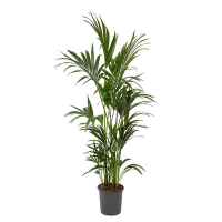 Ховея Форстеріана купить