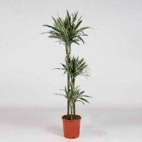 Драцена Вайт Джевел 3 ствола купить