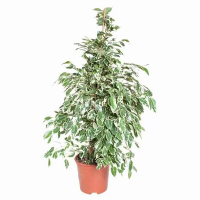 Фікус бенджаміна Твiлайт купить