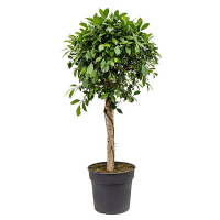 Фикус бенджамина Нитида штамб купить