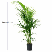 Ховея Форстеріана купить