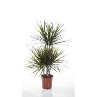 Драцена Маджента купить