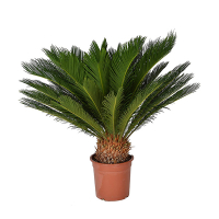 Цикас Революта купить