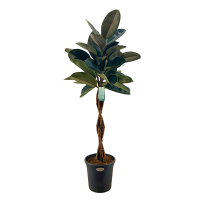 Фикус эластика Бургунди купить