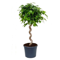 Фикус бенджамина Экзотика спираль купить