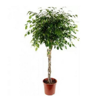 Фикус бенджамина Экзотика косичка купить