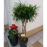 Драцена Рефлексу Аніта купить