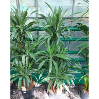 Драцена Варнески карусель купить