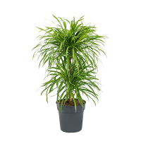 Драцена рефлекса Анита 2 шара купить