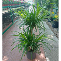 Драцена рефлекса Анита 2 шара купить