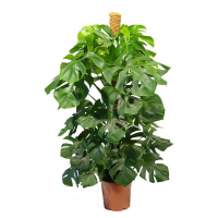 Монстера делікатесна купить