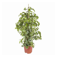 Фікус Бенджаміна Голден Кінг купить