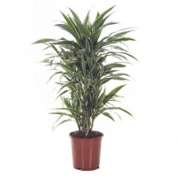 Драцена Варнески 4 ствола купить