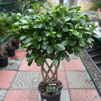 Фікус Мокламе купить