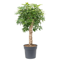 Шеффлера древовидная Компакта купить