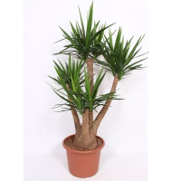 Юкка купить