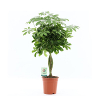 Шеффлера Компакта косичка купить