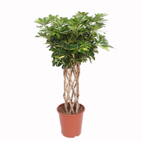 Шеффлера деревоподібна Голд Капела купить