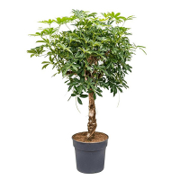 Шеффлера древовидная компакта купить