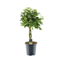 Шеффлера Голд Капелла купить