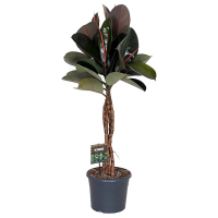 Фикус эластика Бургунди купить