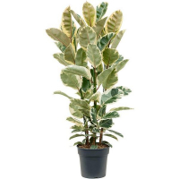 Фикус эластика Тинеке купить