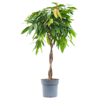 Фикус Биннедика али Амстел Кинг купить