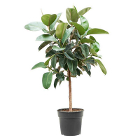 Фикус эластика Робуста купить