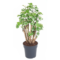 Полисциас купить