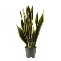 Сансевиерия Black Golden купить