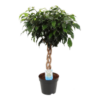 Фикус Бенджамина Даниель купить