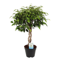 Фікус бенджаміна Анастасія купить