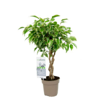 Фікус бенджаміна Саманта купить