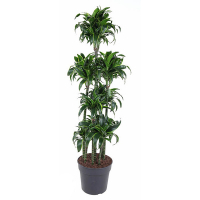 Драцена Компакта Дорадо карусель купить