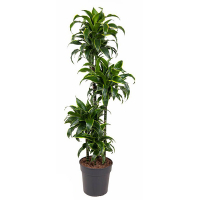 Драцена компакта Дорадо купить