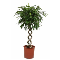 Фикус Биннедика Амстел Кинг купить