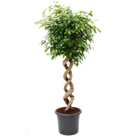 Фікус бенджаміну Екзотика 2 спіралі купить