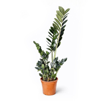 Замиокулькас замиелистный Raven купить