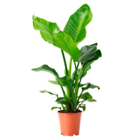 Стрелиция Регина купить