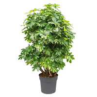 Шеффлера компакта бонсай купить