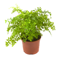 Адиантум (Adiantum) купить