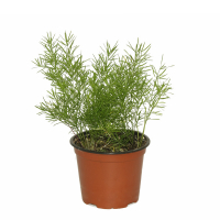 Аспарагус (Asparagus setaceus 