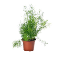 Аспарагус густоцветковый Шпренгера купить