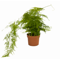 Аспарагус перистий купить