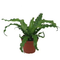 Асплениум (Asplenium Osaka) купить