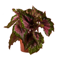 Бегонія (Begonia rex) купить