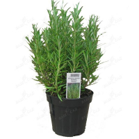 Розмарин купить