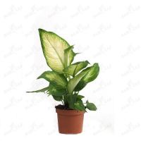 Диффенбахия Камилла купить