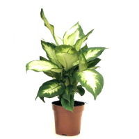 Диффенбахия купить